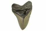 Serrated, Fossil Megalodon Tooth - North Carolina #294541-1